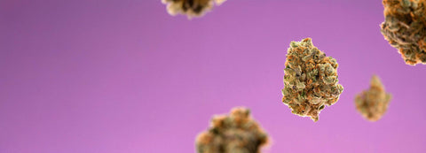 20% Rabatt auf CBD-Blüten