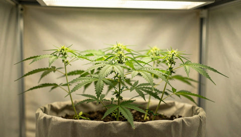 Flach trainierte Cannabispflanze mit vielen gleich hohen Trieben in der Growbox