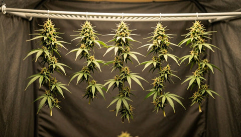 Frisch geerntete Cannabisäste hängen an einer Stange in einer dunklen Growbox zum Cannabis trocknen