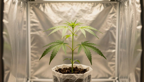 Gesunde Cannabispflanze in der Wachstumsphase in einer kleinen Growbox