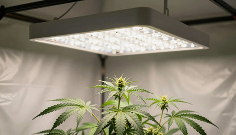 LED-Grow-Lampe über Cannabispflanzen im Growzelt: gleichmäßiges weißes Vollspektrum-Licht