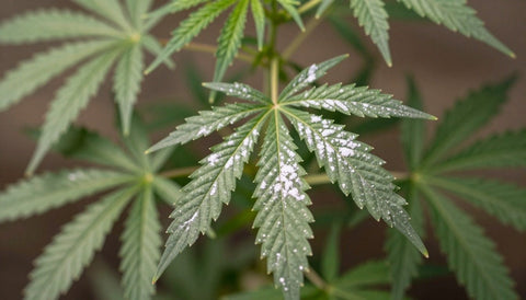 Cannabisblatt mit runden, weißen, mehligen Flecken auf der Oberseite: so beginnt Echter Mehltau