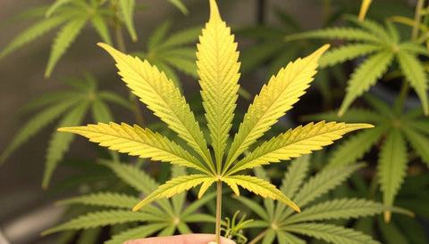Vergilbtes Fächerblatt einer Cannabispflanze: typisches Bild eines Nährstoffmangels
