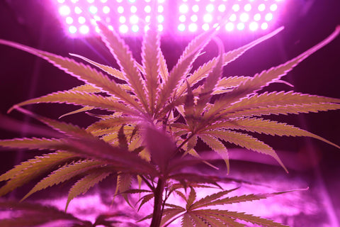 Wie baue ich Cannabis an? – Grow-Anleitung für Auto Flowering