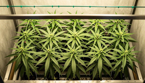Sea of Green: viele kleine Pflanzen dicht nebeneinander mit gleich hohem Blätterdach