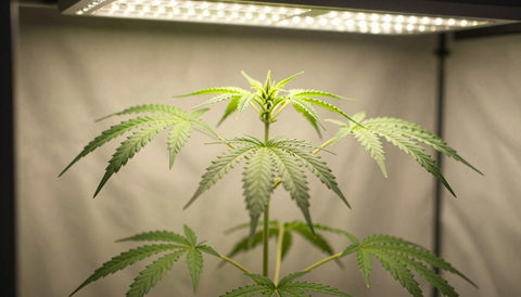 Junge Cannabispflanze in der Wachstumsphase mit großen Fächerblättern unter LED-Licht in der Growbox
