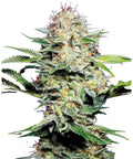 Sensi Seeds Sensi Skunk Automatic: große harzige Cannabisblüte mit grünen Blättern vor weißem Hintergrund