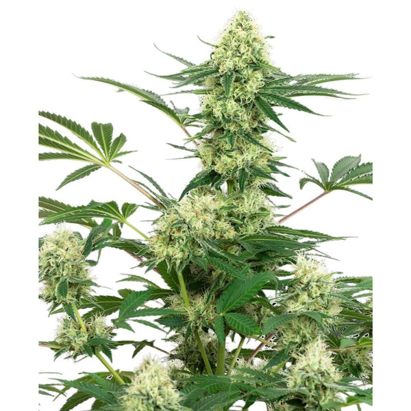 Sensi Seeds Wedding Cheesecake: Cannabispflanze mit mehreren hellgrünen Blütenständen
