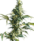 Sensi Seeds Mexican Sativa feminisiert: hohe Cannabispflanze mit langer Blütenspitze vor Weiß