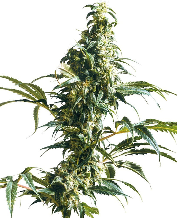 Sensi Seeds Mexican Sativa feminisiert: hohe Cannabispflanze mit langer Blütenspitze vor Weiß
