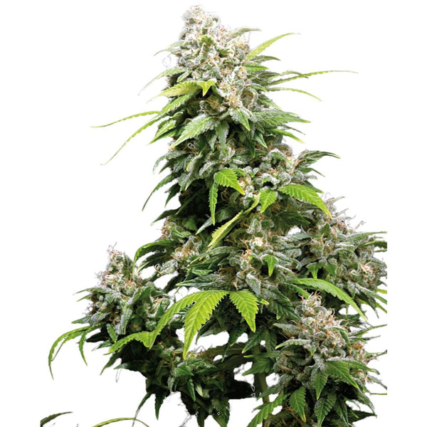 Sensi Seeds California Indica feminisiert, blühende Hanfpflanze mit dichten, harzigen Blüten