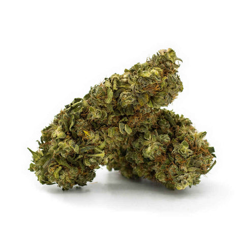 Sanaleo Orange Bud