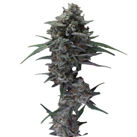 Pure Instinto Samen Autoflowering