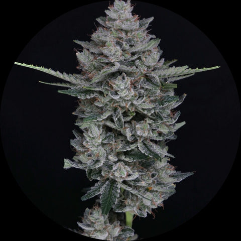 Pure Instinto Samen Autoflowering