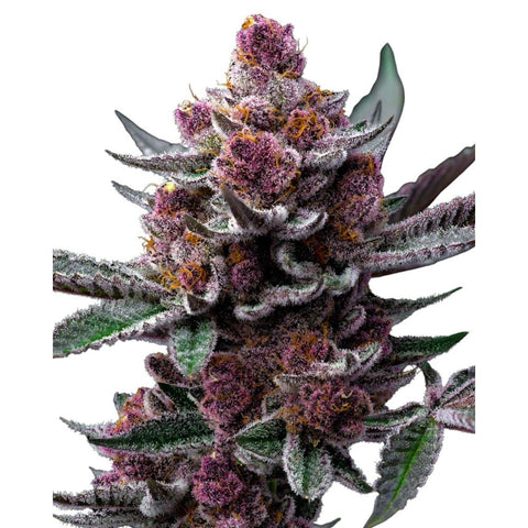Barney's Farm Samen: Blütenspitze mit kräftig violetten Kelchen vor weißem Hintergrund