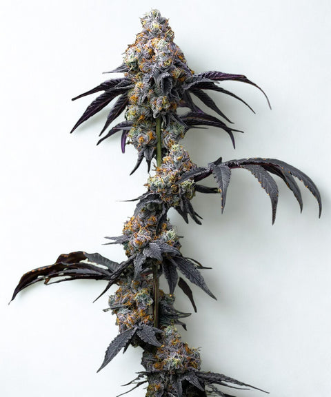 Barney's Farm Samen: hohe Pflanze mit dunkelvioletten Blättern und mehreren Blüten