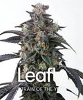 Barney's Farm Samen: Blütenspitze mit Schriftzug Leafly Strain of the Year