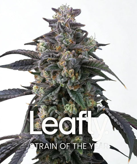 Barney's Farm Samen: Blütenspitze mit Schriftzug Leafly Strain of the Year