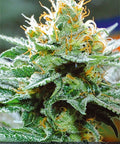 Vision Seeds Amnesia x Buddha Kush feminisiert, Blütenspitze mit orangen Härchen und Sortenname
