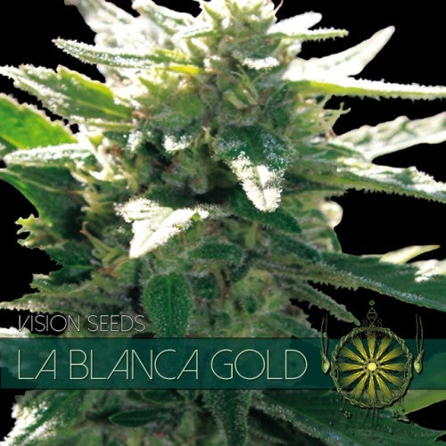 Vision Seeds La Blanca Gold feminisiert, harzige Blüte vor schwarzem Grund mit Sortenbanner