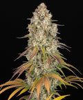 Barney's Farm Auto Thin Mint x Sour Pinot: blühende Pflanze mit dichter Hauptblüte vor schwarzem Hintergrund