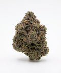 HiBros HHZ Blüten 2g Girl Scout Cookies, dunkelgrün-violette Blüte vor hellem Grund