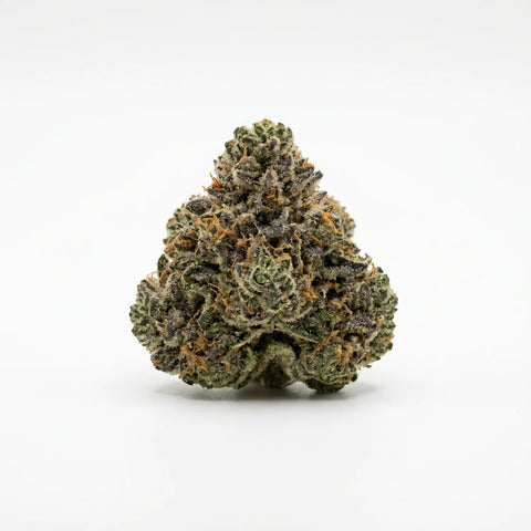 Girl Scout Cookies Blüte von vorn, dunkelgrün mit violetten Blättchen und orangen Härchen