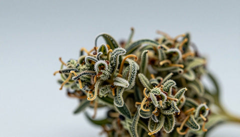 CBD-Blüten im Makro: Trichome mit Harz