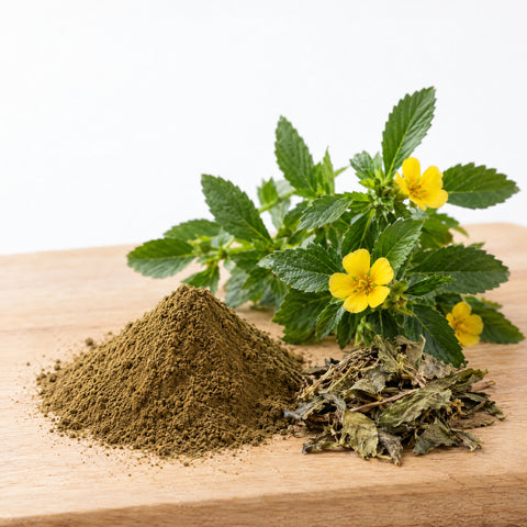 Damiana Extrakt 10:1 5g