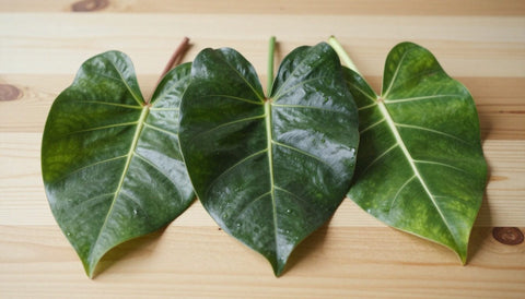 Kratom-Blätter mit roter, grüner und weißer Aderfarbe im Vergleich