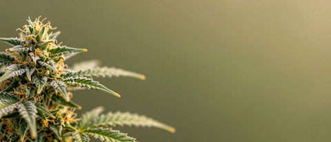 Harzige Cannabisblüte vor dunkelgrünem Hintergrund