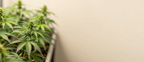 Reihen gesunder Cannabispflanzen im warmen Licht